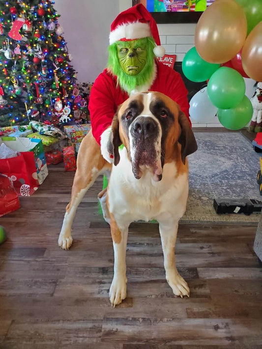 Mike in a Grinch costume posing with a Saint Bernard named Gus.